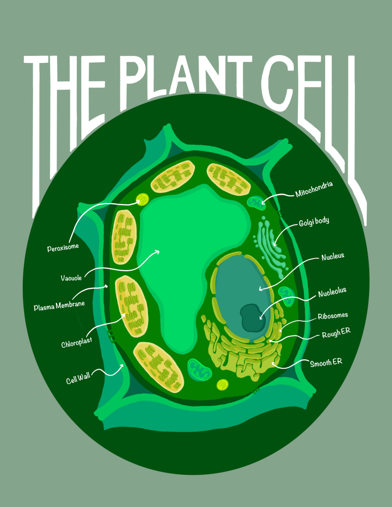 A diagram of a plant cell