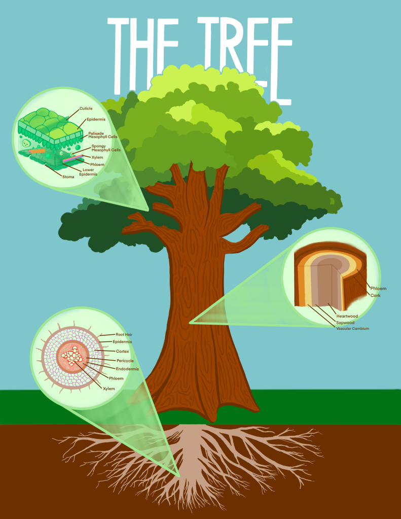 A labelled diagram of a tree, including leaves, truck and roots
